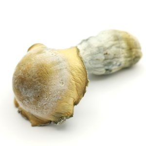 PENIS ENVY Prmm Magic Mushrooms
